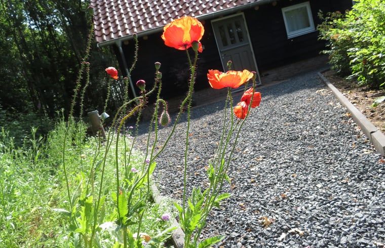 Blooming flowers at Cottage in Haulerwijk, vacation home in the Frisian woods.