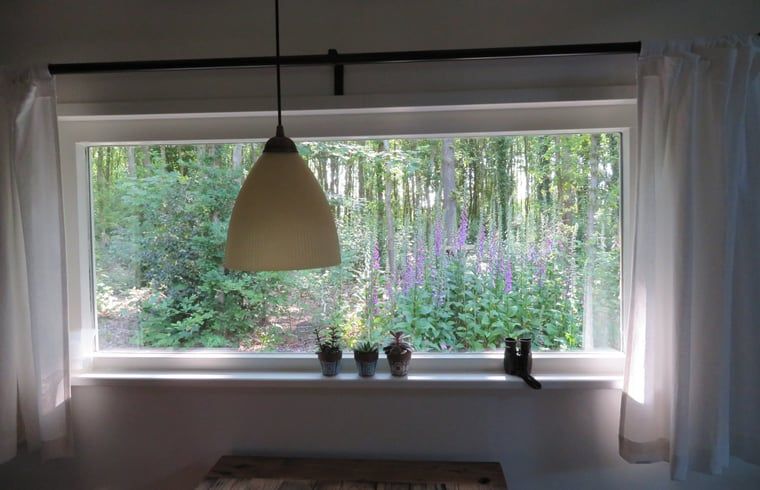 Large windows overlooking the Frisian forests from Cottage in Haulerwijk.