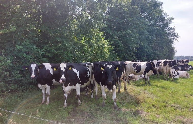 Kudde koeien nabij Vakantiehuis in Haulerwijk, omgeven door Friese bossen.