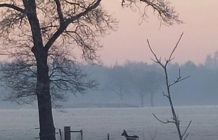 Wilde dieren gespot bij zonsopgang in de buurt van Vakantiehuis in Haulerwijk, Friese bossen.