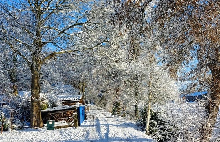 Besneeuwde bomen bij Vakantiehuis in Haulerwijk, een idyllisch winterlandschap in Friesland.