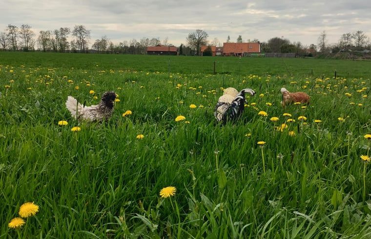 Kippen scharrelen in de velden rondom Vakantiehuis in Haulerwijk, Friese bossen.