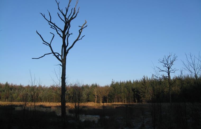 Unterkunft 231511 - Ferienhaus Friese bossen - Vakantiehuis in Boijl