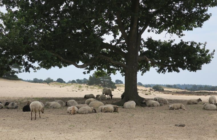 Unterkunft 231511 - Ferienhaus Friese bossen - Vakantiehuis in Boijl