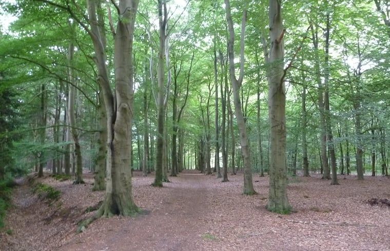 Unterkunft 231511 - Ferienhaus Friese bossen - Vakantiehuis in Boijl