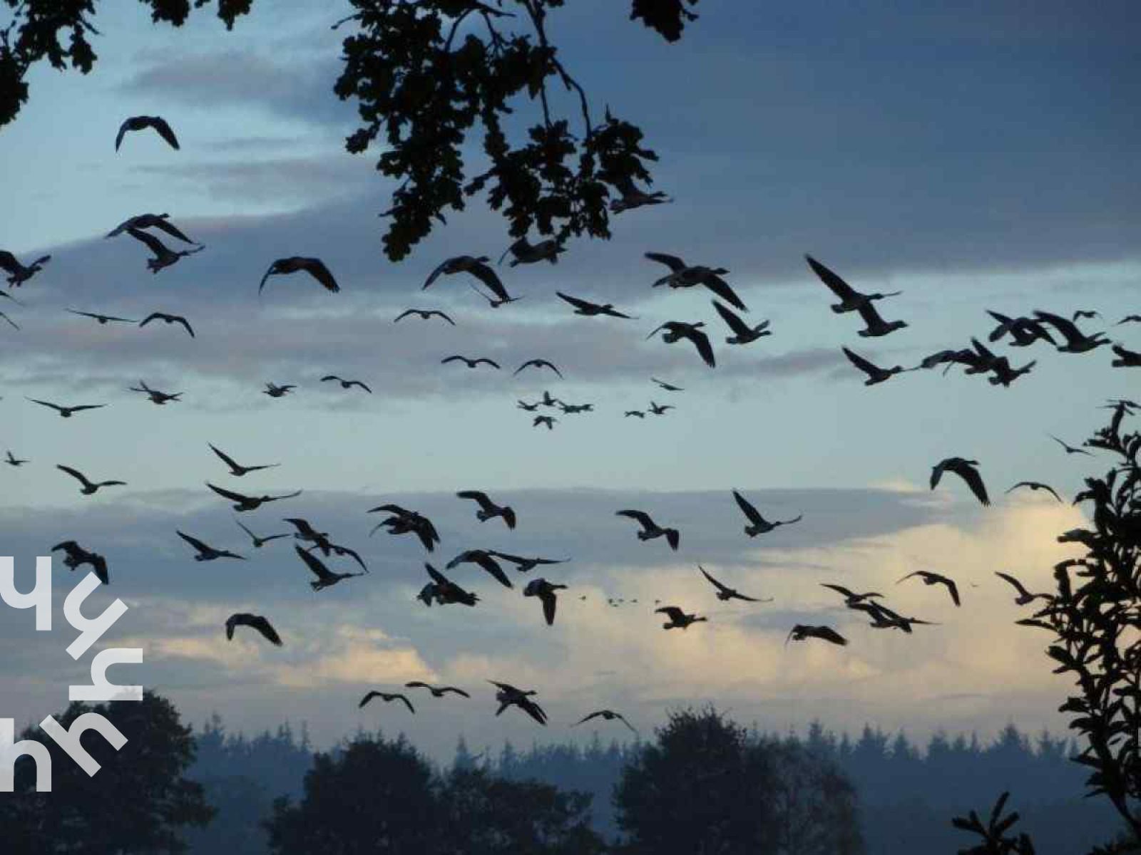 Guest house 232612 - Holiday property Friese bossen - FR260