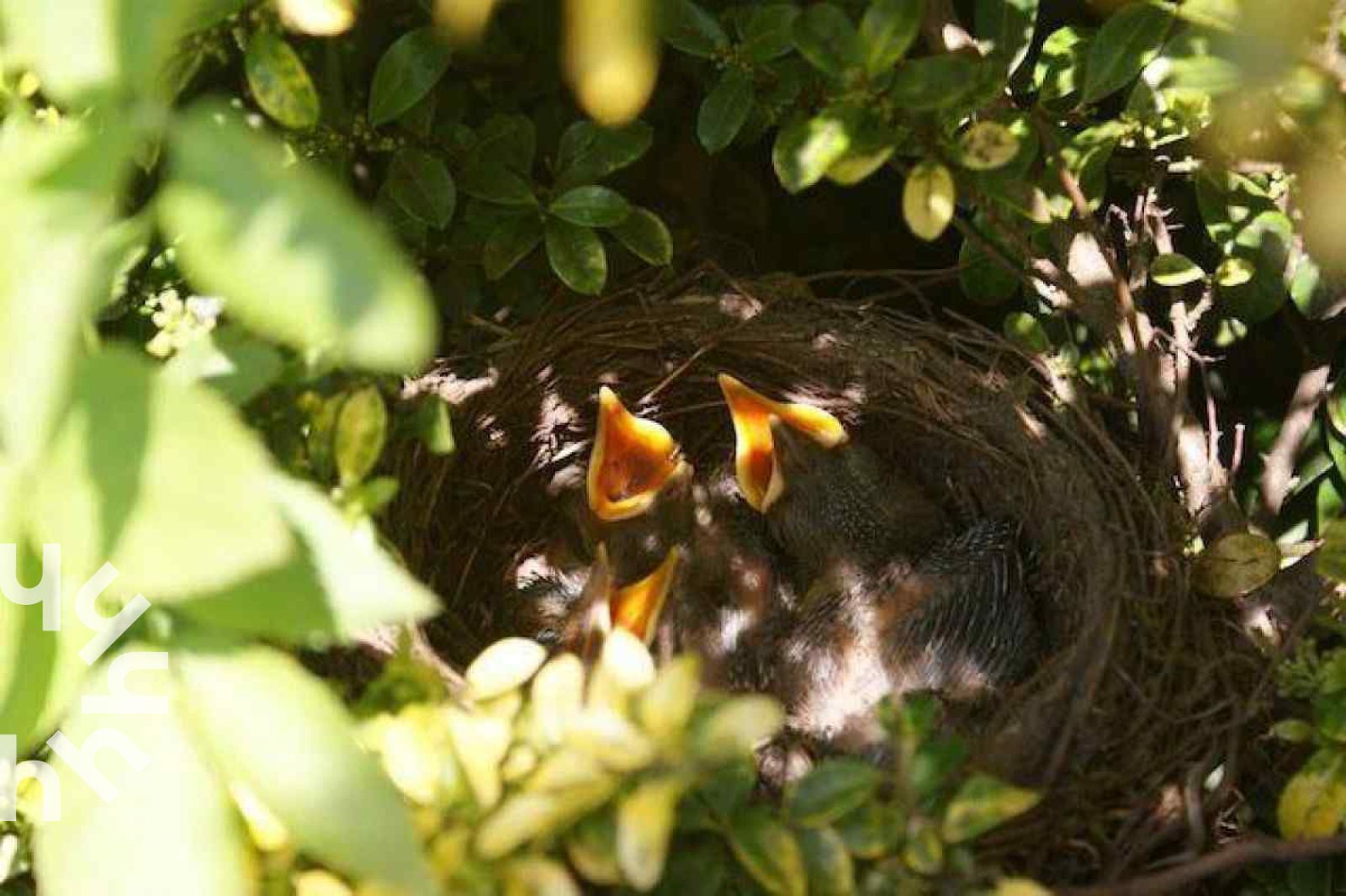 Guest house 232612 - Holiday property Friese bossen - FR260