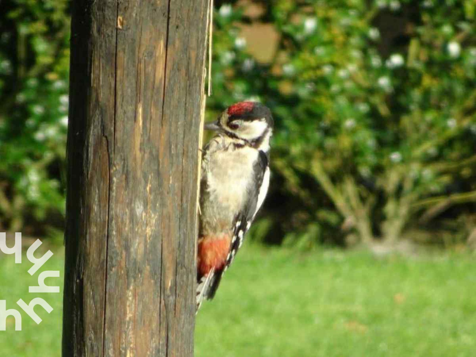 Guest house 232612 - Holiday property Friese bossen - FR260