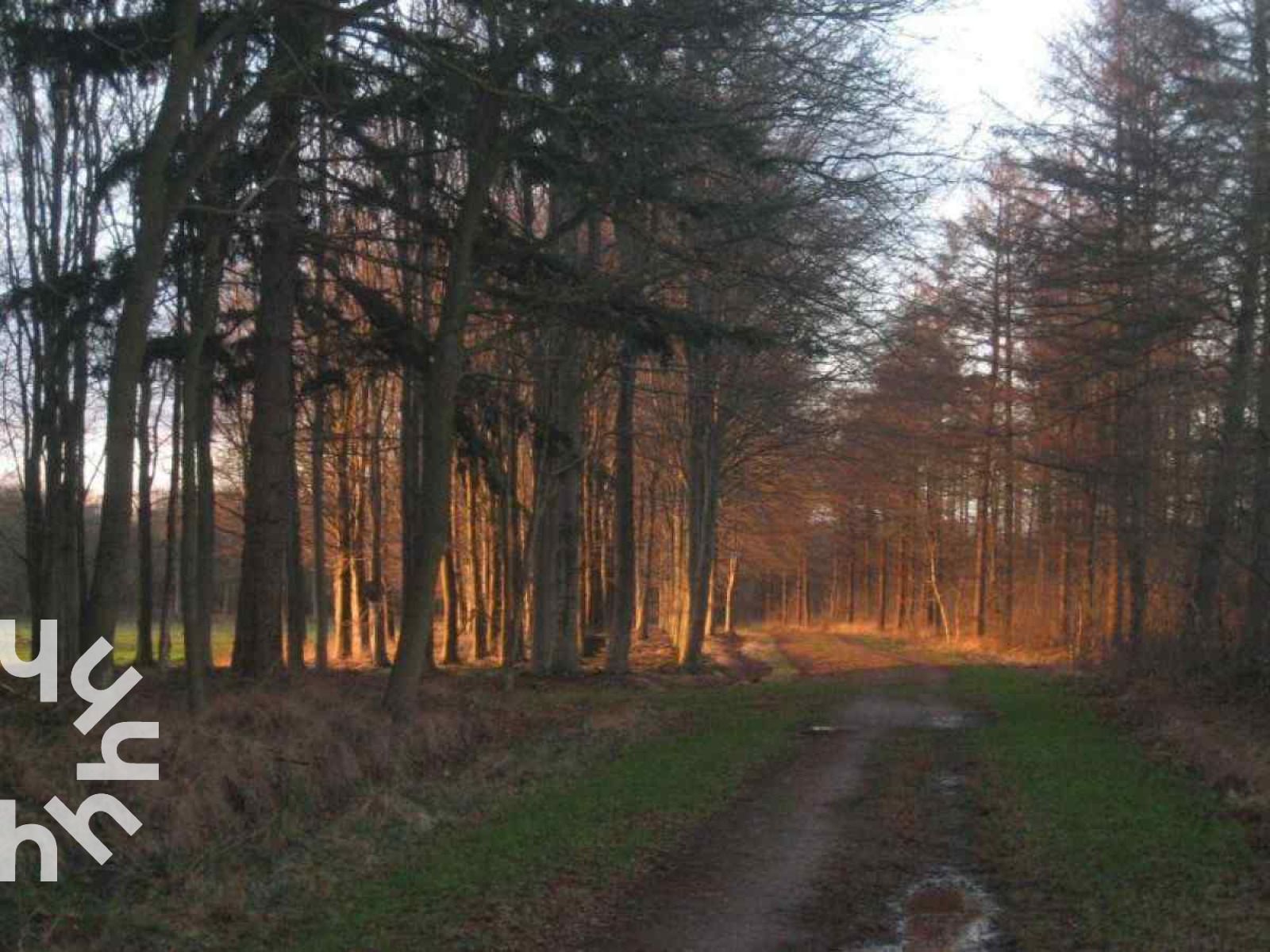 Guest house 232612 - Holiday property Friese bossen - FR260