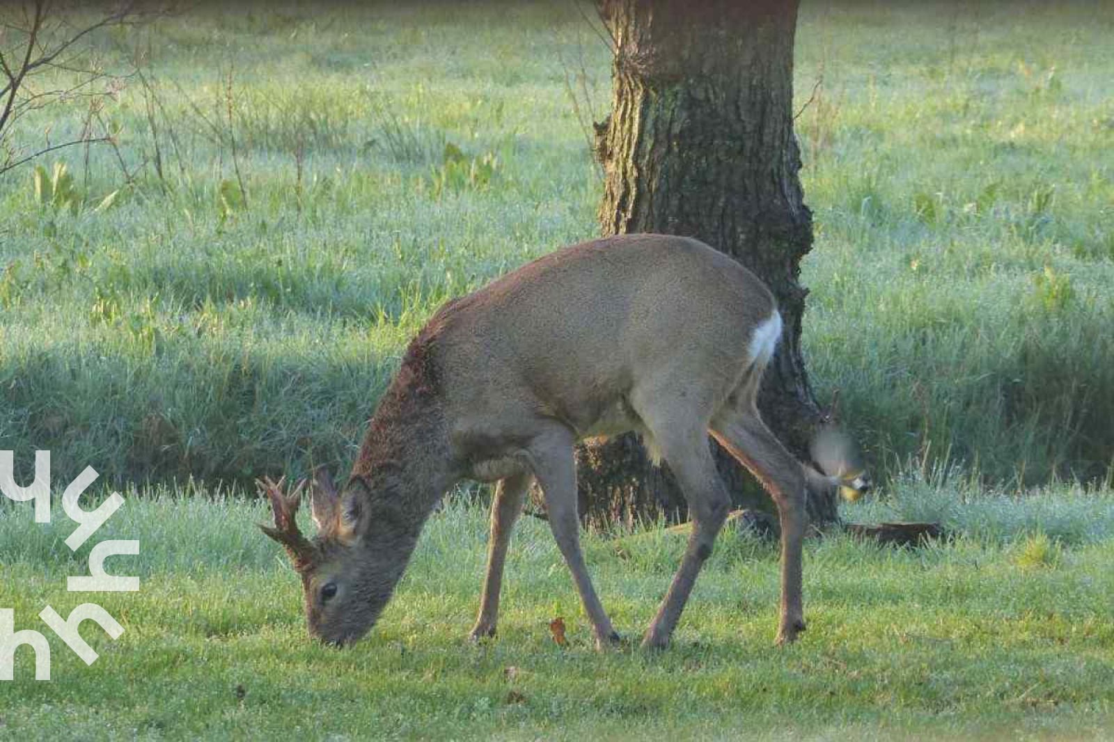 Guest house 232612 - Holiday property Friese bossen - FR260