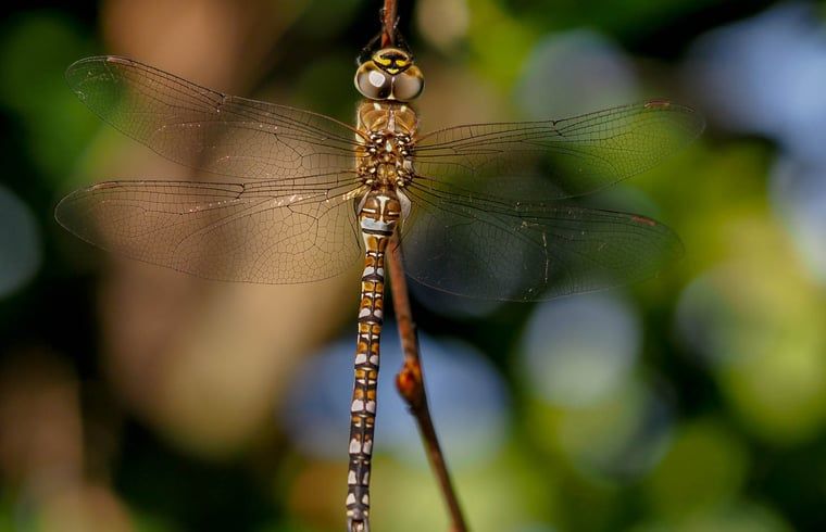 Dragonfly in the garden of Holiday Home in Steggerda, surrounded by Frisian nature.