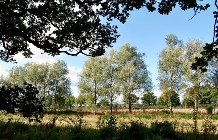 Uitzicht op bomen vanaf Vakantiehuisje in Donkerbroek, Friesland.