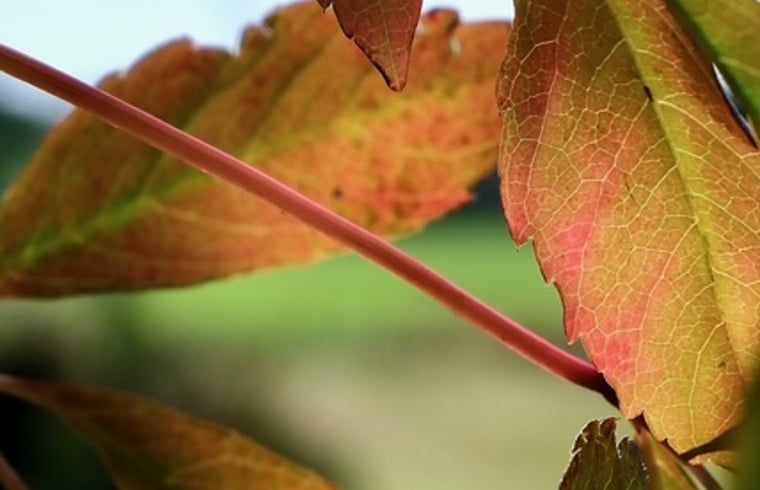 Herfstbladeren in de tuin van Vakantiehuisje in Donkerbroek, Friesland.