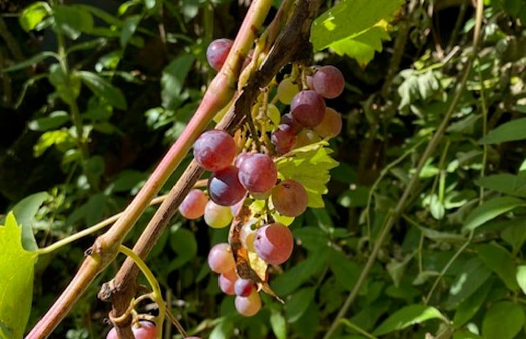Druiven in de tuin van Vakantiehuisje in Donkerbroek, Friesland.