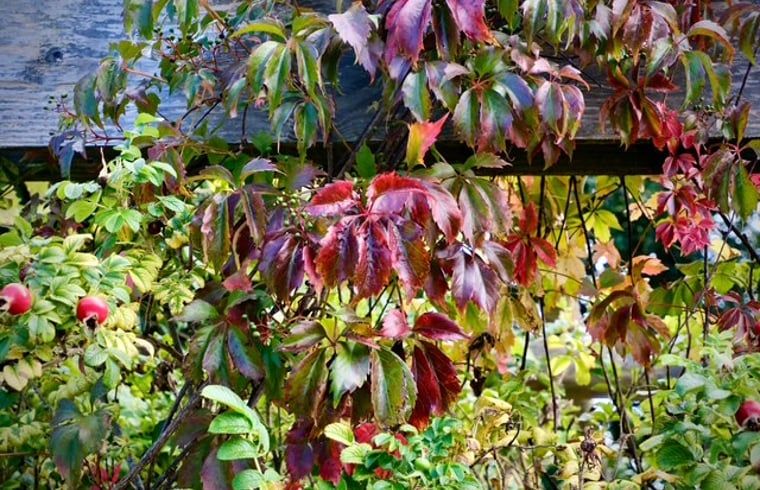 Kleurrijke herfstbladeren in de tuin van Vakantiehuisje in Donkerbroek, Friesland.