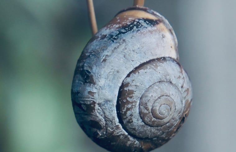 Decoratief slakkenhuis in de tuin van Vakantiehuisje in Donkerbroek, Friesland.
