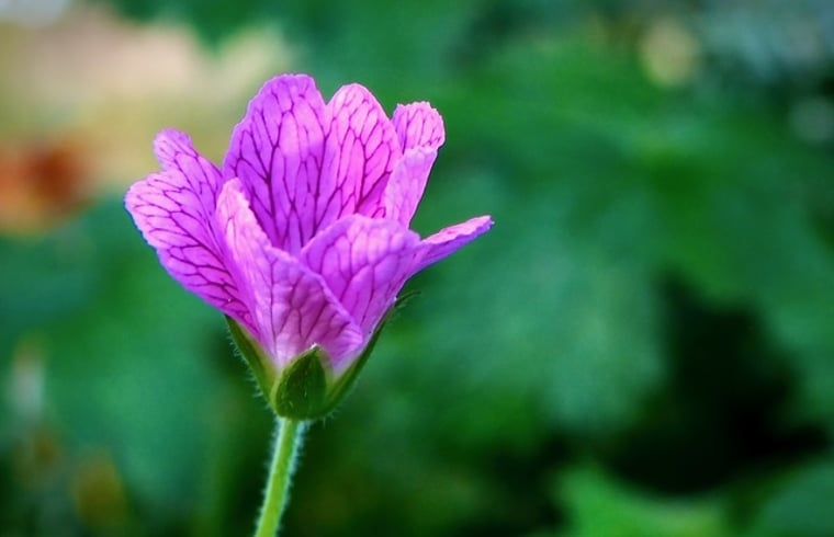 Paarse bloem in de tuin van Vakantiehuisje in Donkerbroek, Friesland.