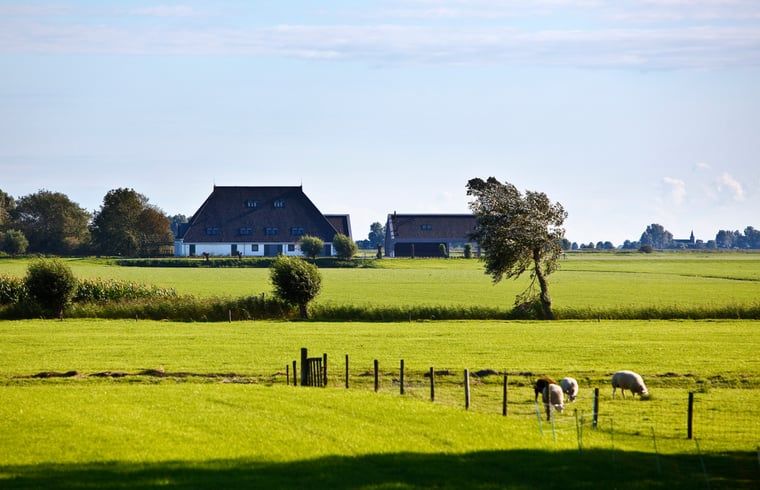 Schapen grazen bij Vakantiehuisje in Westhem, omringd door het Friese platteland, Friesland.
