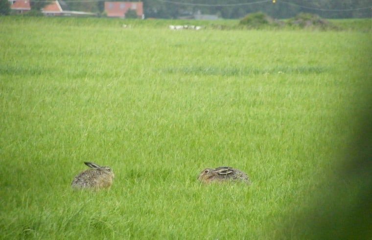 Guest house 2613003 - Holiday property Het Friese platteland - Huisje in Wijnaldum