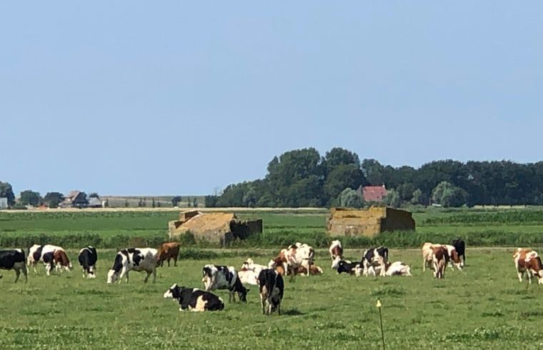 Guest house 2613003 - Holiday property Het Friese platteland - Huisje in Wijnaldum