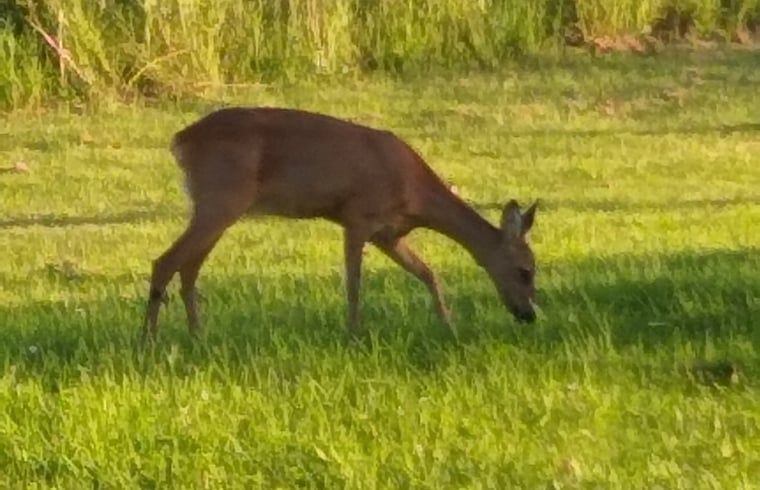 Landstrasse mit Baeumen in der Naehe von Cottage in Wijnaldum, Ferienhaus in der friesischen Landschaft.