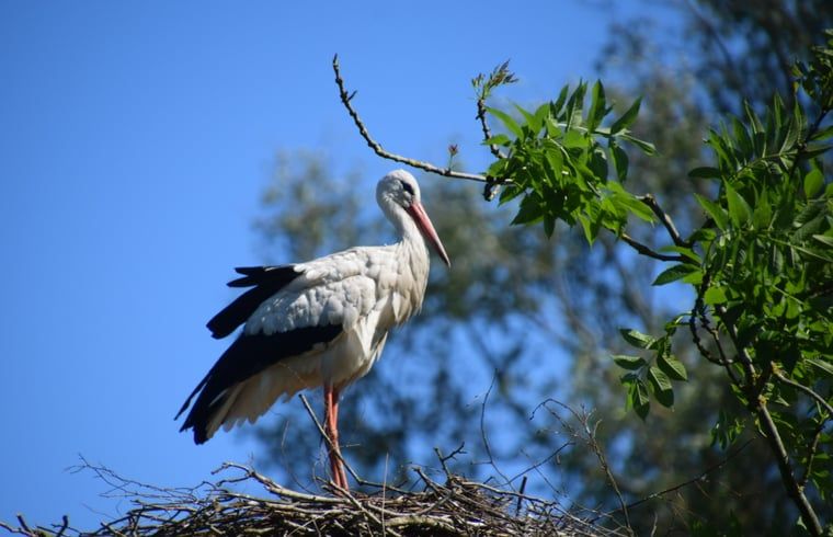 Vakantiehuisje in Munnekeburen, Friesland met ooievaar in de omliggende natuur op het Friese platteland.
