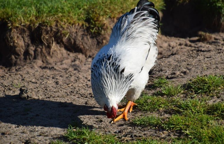Vrijlopende kip in de tuin van Vakantiehuisje in Munnekeburen, Friesland op het Friese platteland.