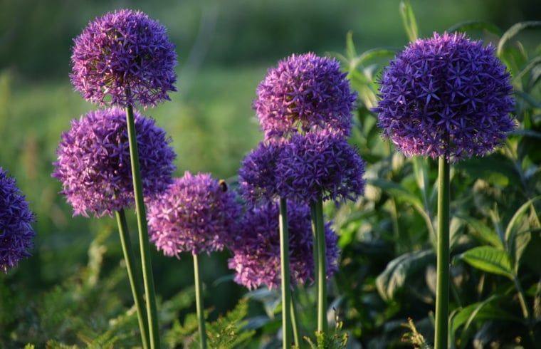 Prachtige paarse bloemen in de tuin van Vakantiehuisje in Munnekeburen, Friesland op het Friese platteland.