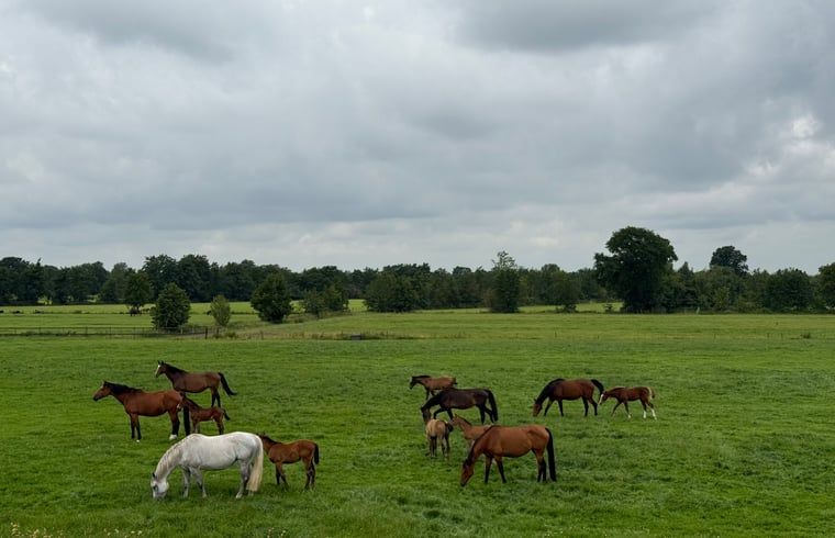 Paarden in een groene weide bij Vakantiehuis in Surhuisterveen, Friesland.