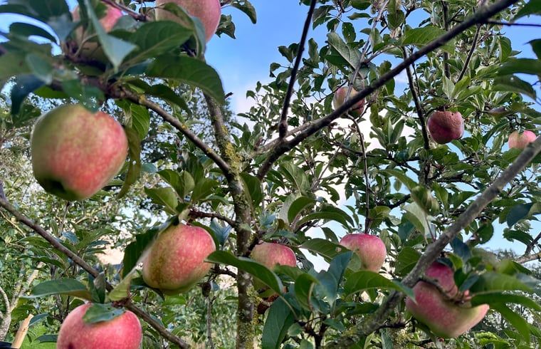 Fruitbomen in de tuin van Huisje in Surhuisterveen op het Friese platteland, Friesland.