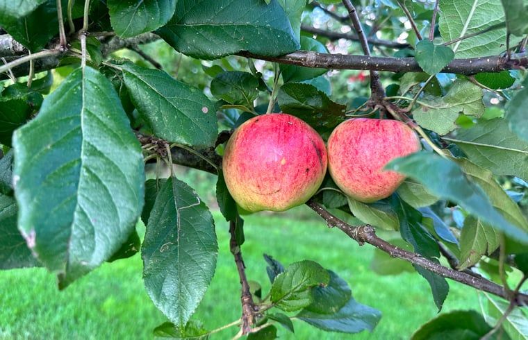 Twee rode appels aan een tak in de tuin van Huisje in Surhuisterveen, Friesland.