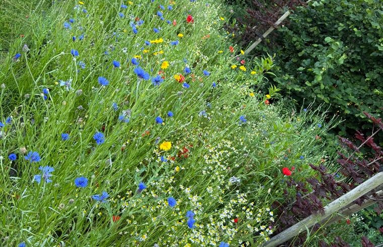 Kleurrijke bloemenweide bij Huisje in Surhuisterveen op het Friese platteland, Friesland.
