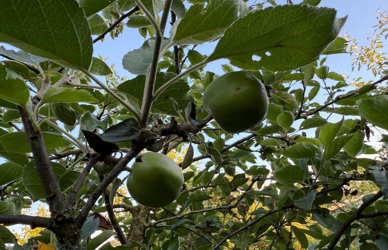 Groene appels aan de boom in de tuin van Huisje in Surhuisterveen, Friesland.