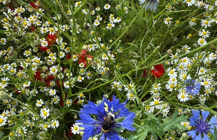 Bij op bloem in de tuin van Huisje in Surhuisterveen op het Friese platteland, Friesland.