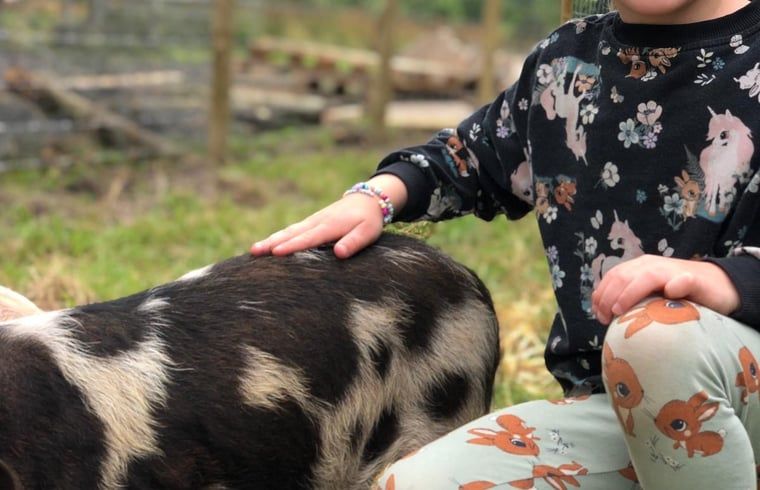 Guest house 2617012 - Holiday property Het Friese platteland - Vakantiehuis in veenwouden