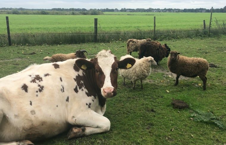 Guest house 2617012 - Holiday property Het Friese platteland - Vakantiehuis in veenwouden