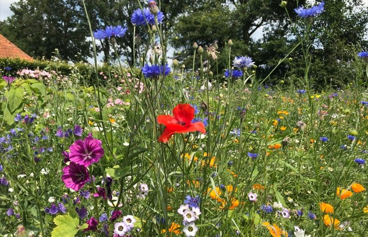 Bloemenweide bij Vakantiehuis in De Hoeve, op het Friese platteland in Friesland.