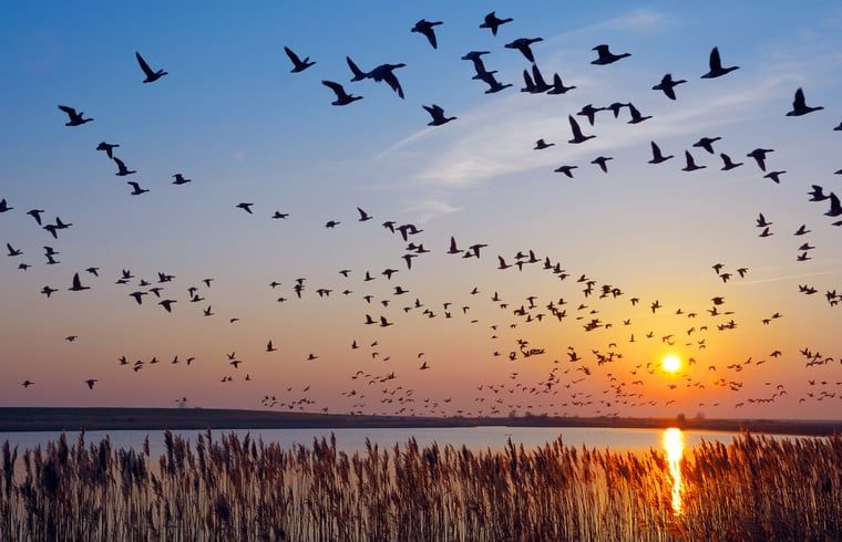 Vogels bij zonsondergang in de omgeving van Vakantiehuis in De Hoeve, Friesland.