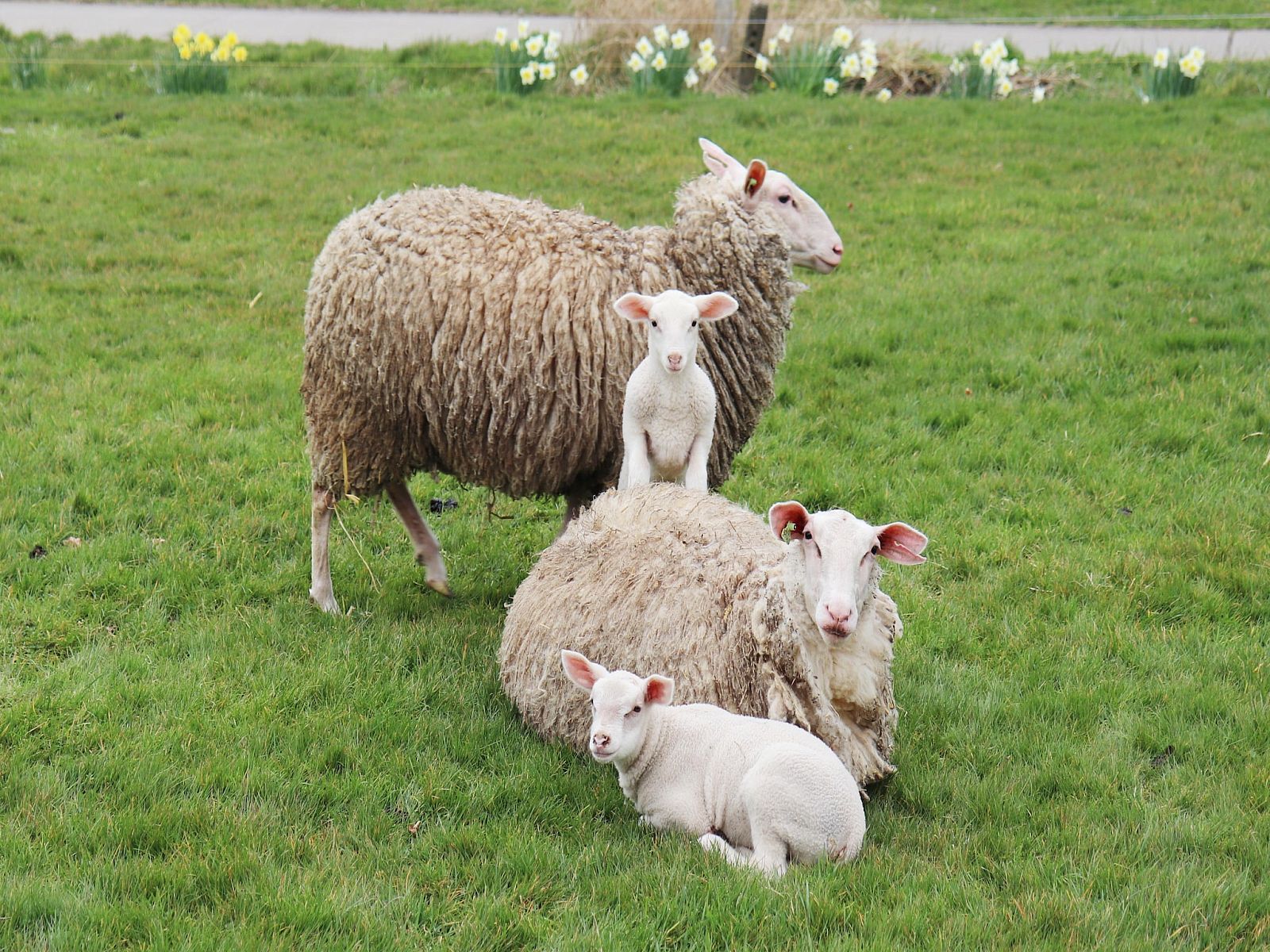 Unterkunft 2620107 - Ferienhaus Het Friese platteland - Tureluur