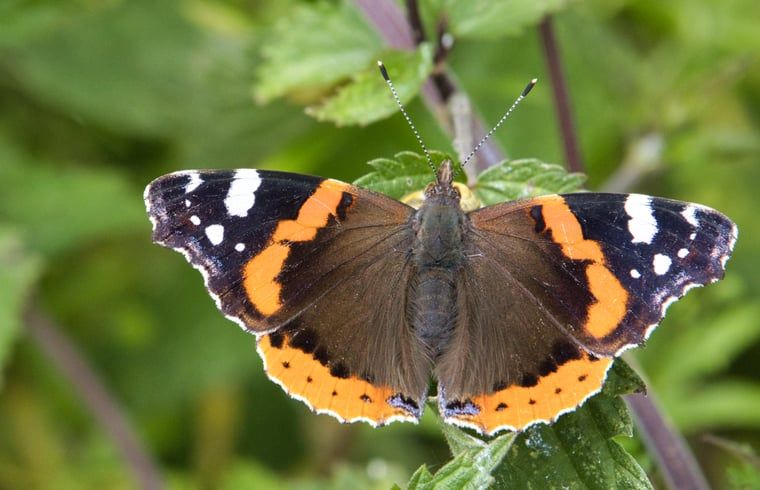 Verblijf 2620201 - Vakantiewoning Het Friese platteland - Vakantiehuisje in Jislum