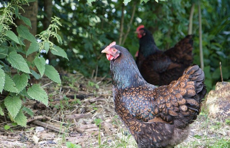 Verblijf 2620201 - Vakantiewoning Het Friese platteland - Vakantiehuisje in Jislum