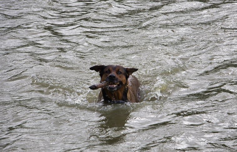 Verblijf 2620201 - Vakantiewoning Het Friese platteland - Vakantiehuisje in Jislum