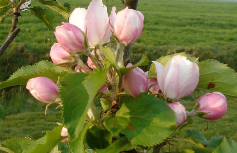 Guest house 2621301 - Holiday property Het Friese platteland - Vakantiehuisje in Gytsjerk