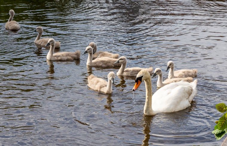 Geniessen Sie die ruhige Natur rund um das Cottage in Echten, Friesland mit Schwaenen im Wasser in der friesischen Landschaft.