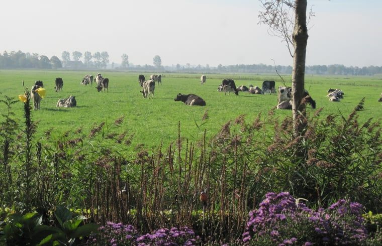 Verblijf 2621601 - Vakantiewoning Het Friese platteland - Huisje in Readtsjerk (Roodkerk)