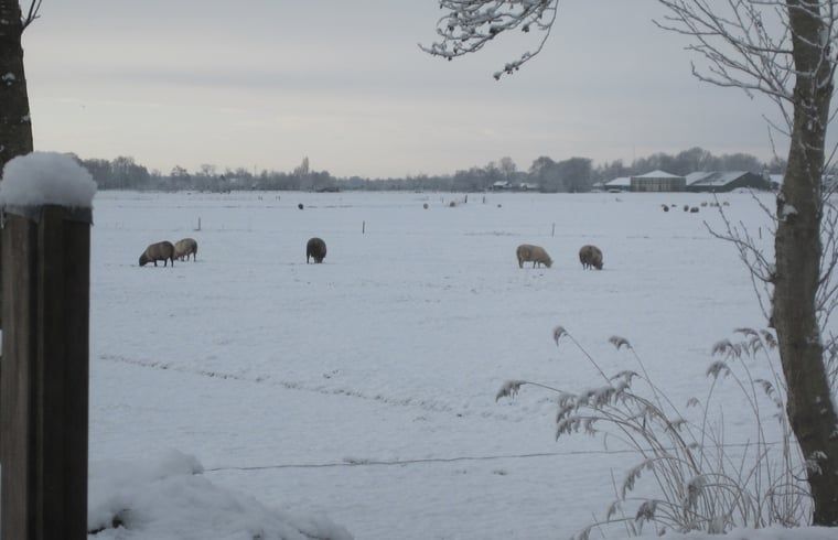 Verblijf 2621601 - Vakantiewoning Het Friese platteland - Huisje in Readtsjerk (Roodkerk)