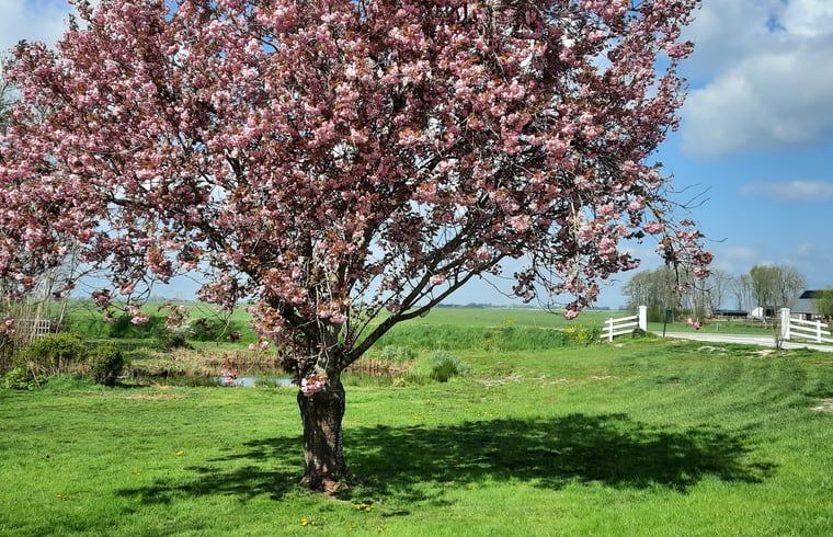 Unterkunft 2621901 - Ferienhaus Het Friese platteland - Huisje in Oldelamer