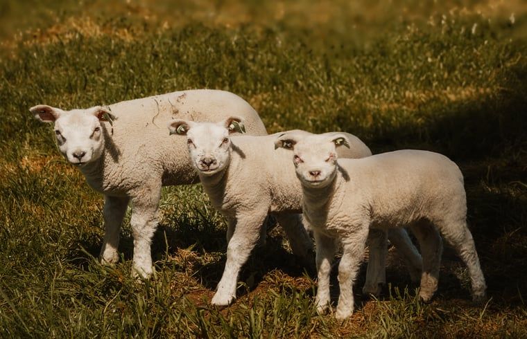 Verblijf 2622002 - Vakantiewoning Het Friese platteland - Vakantiehuisje in Tytsjerk