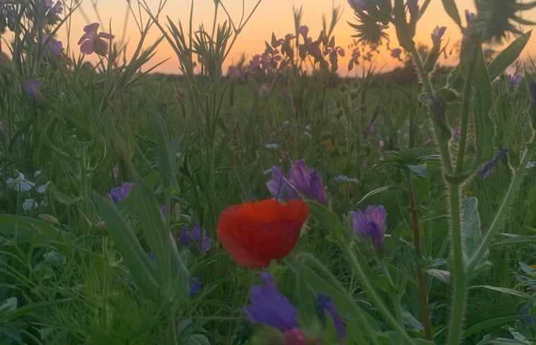 Unterkunft 262405 - Ferienhaus Het Friese platteland - Huisje in Augustinusga