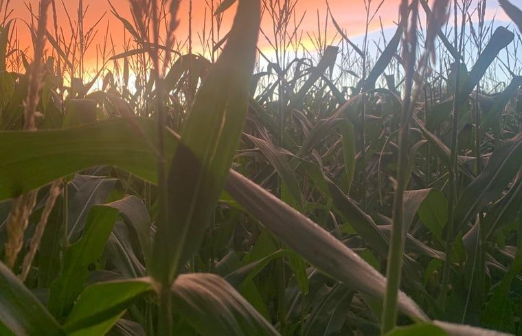 Unterkunft 262405 - Ferienhaus Het Friese platteland - Huisje in Augustinusga